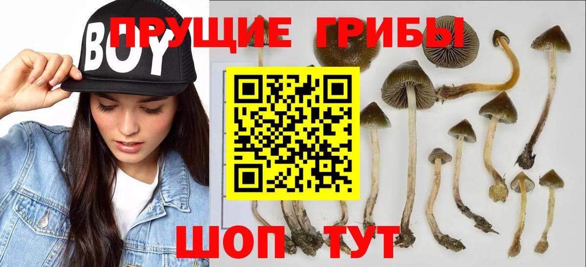 Псилоцибиновые грибы Cubensis  Вход с VPN  Галлюциногенные грибы GOLDEN TEACHER  Кимовск 